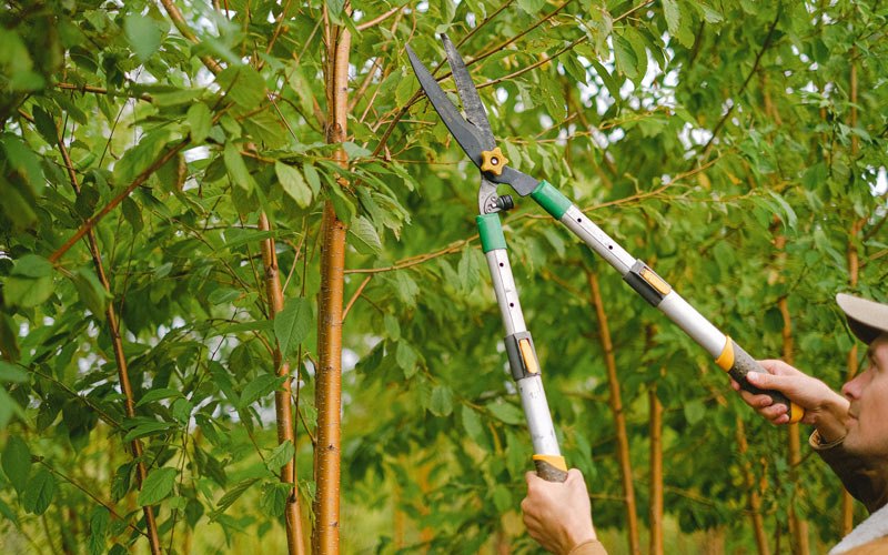 Tree trimming in Farnhamville, IA